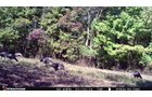 Wild Turkeys - LAND AUCTION - 1,682+/- ACRES OFFERED IN 17 TRACTS IN LEWIS & GREENUP COUNTIES, KENTUCKY